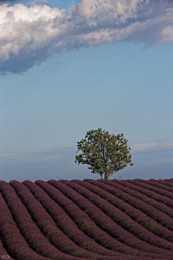 provence_D8B6422 _